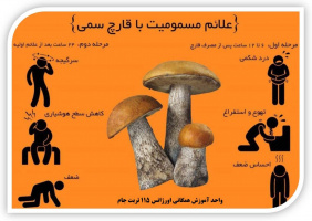 مصرف قارچ های روییده در طبیعت ممنوع !