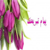 کسب موفقیت ارزشمند دانشکده علوم پزشکی تربت جام در دومین دوره اعتباربخشی موسسه ای دانشگاه ها و دانشکده های علوم پزشکی